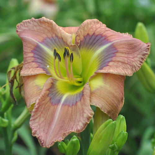 Picture of Blues in the News